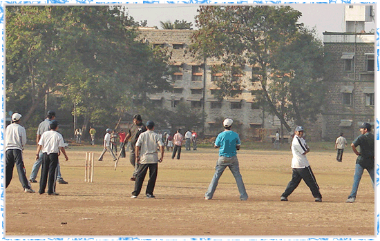 Sutra galli Cricket