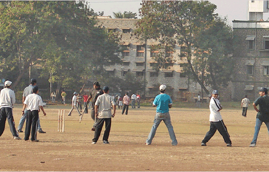 Sutra galli Cricket